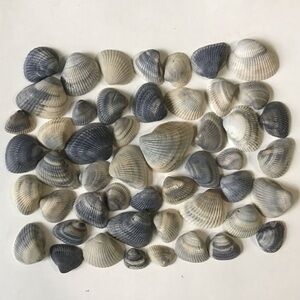 Seashells 50 Ark Clam Shells 1” to 2-1/2” Gray Tones Beach Arts Crafts Decor